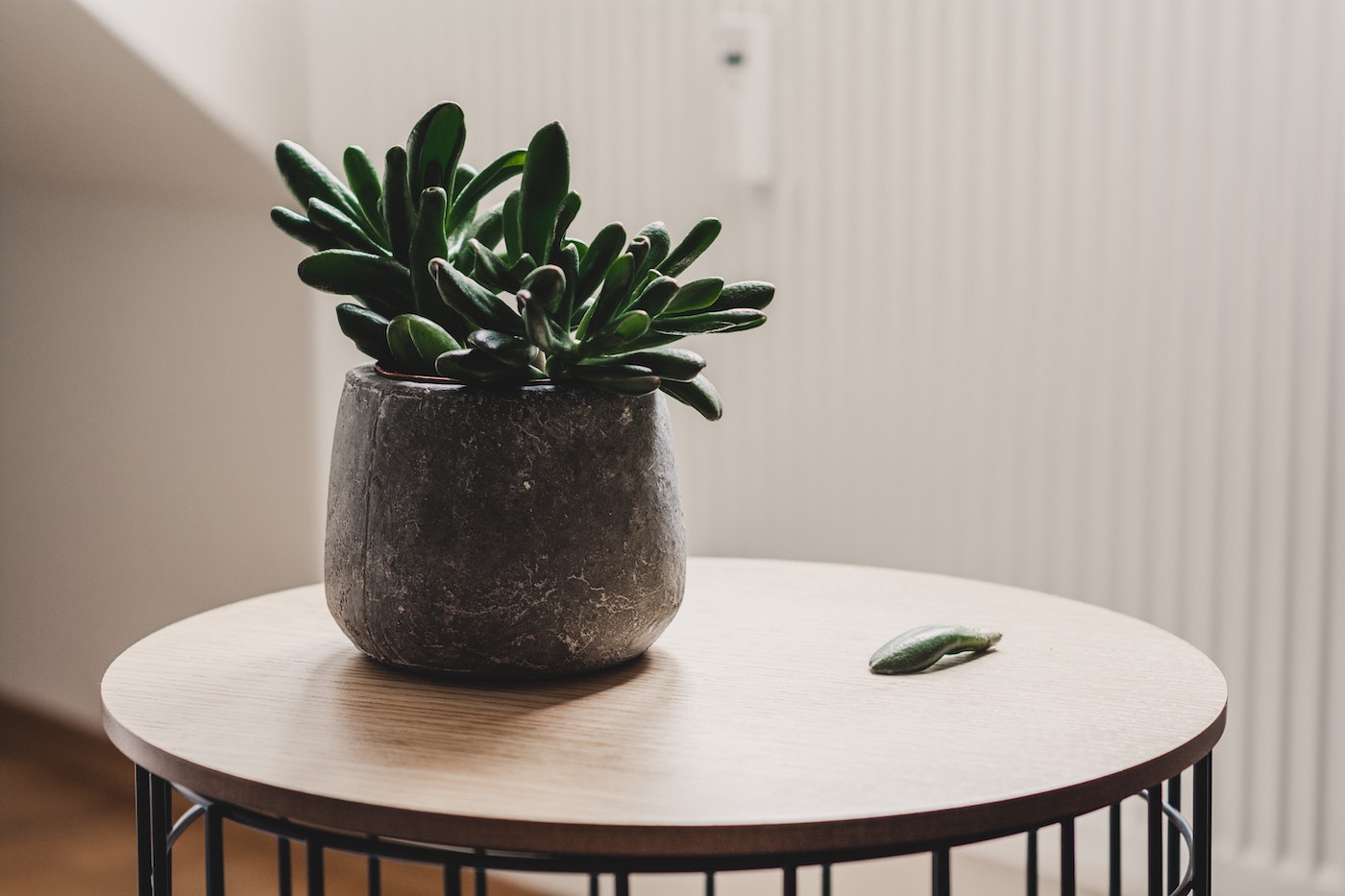 Moving Plants Tips: How to Keep Your Plants Alive When Moving Somewhere New