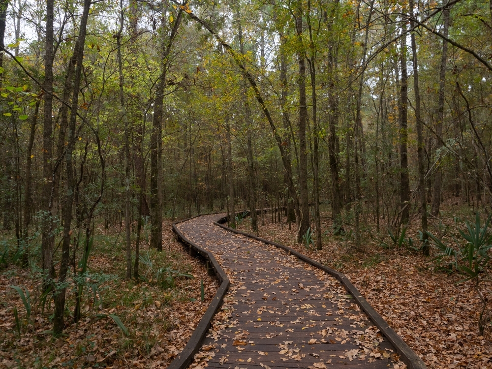 A wooden boardwalk with fallen leaves meandering through a deciduous forest in Lake Livingston State Park, Texas, in the autumn.