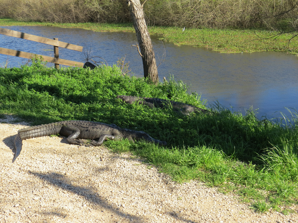 Alligators at Brazos Bend State Park, Texas