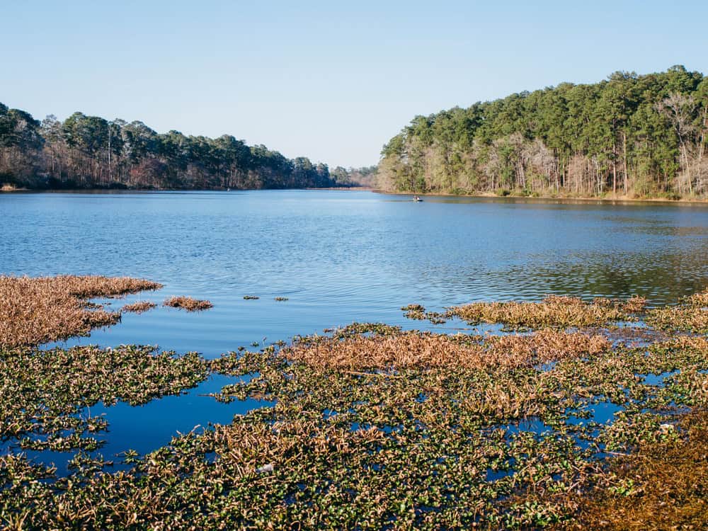 Camping and hiking in Huntsville State Park while on vacation in Texas.
