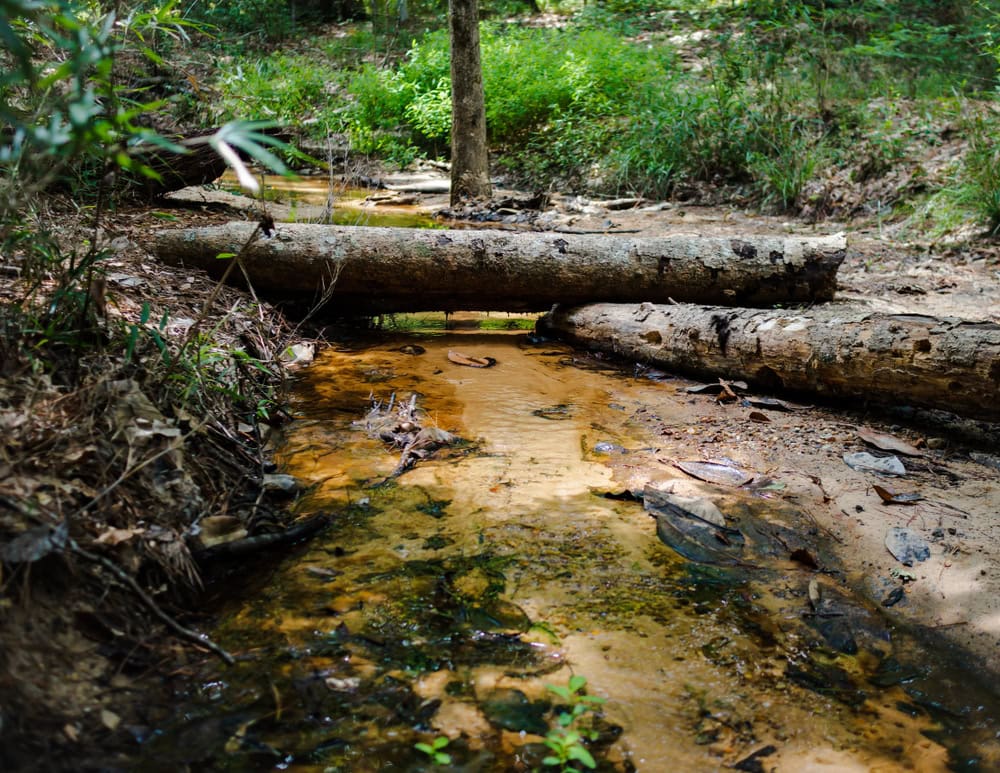Fallen trees over creek in the Sam Houston National Forest 