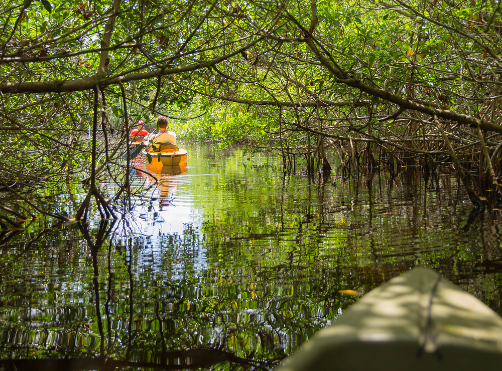 Kayaking in mangrove tunnels in Everglades National park, Florida, USA