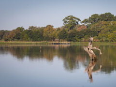 The Armand Bayou Nature Center is one of the best hikes in Houston, Texas.