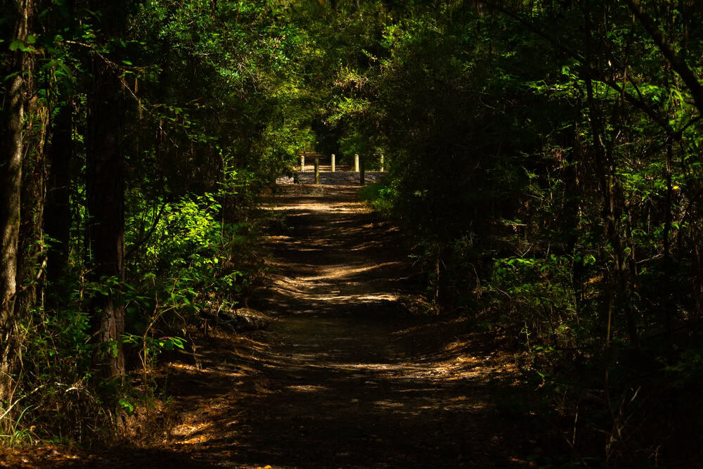 Scenery from Lake Houston Wilderness Park