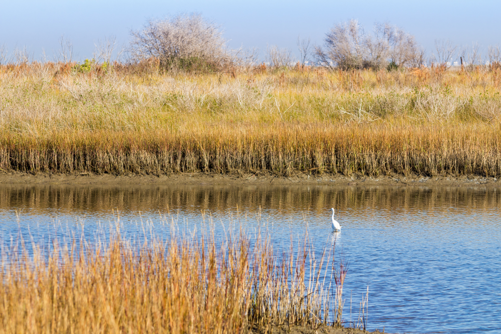 Wetlands and Grasslands of Galveston Island State Park with Snowy Egret in Marsh Pool
