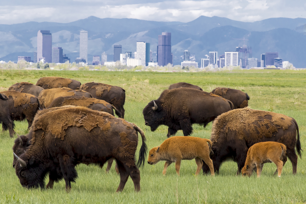 Bison herd at Rocky Mountain Arsenal National Wildlife Refuge, near Denver - mothers and calves with Denver skyline in background.