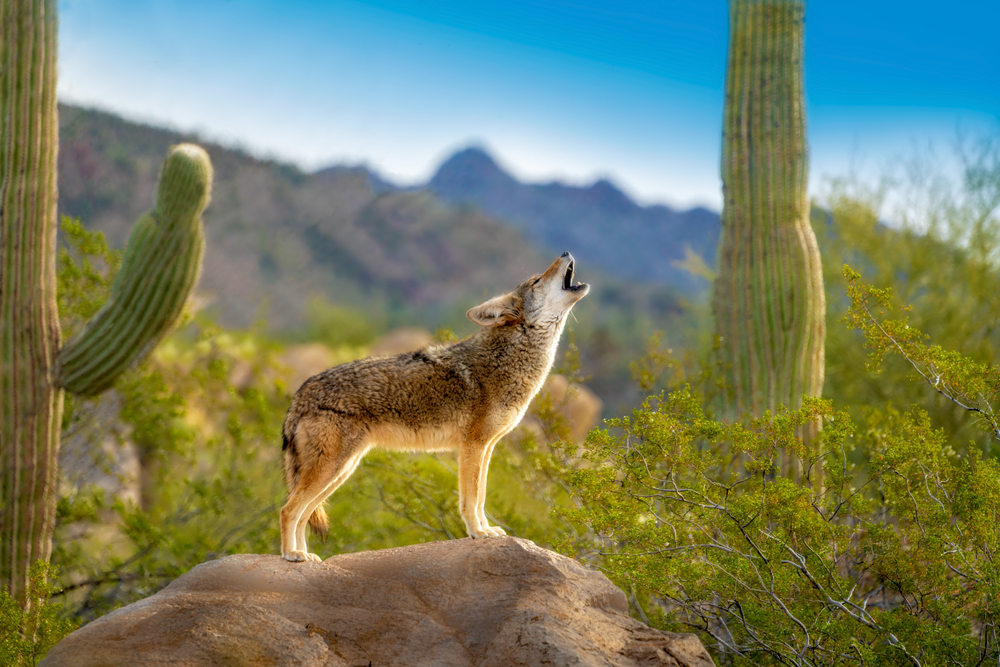 Howling Coyote standing on Rock with Saguaro Cacti Howling Coyote standing on Rock with Saguaro Cacti