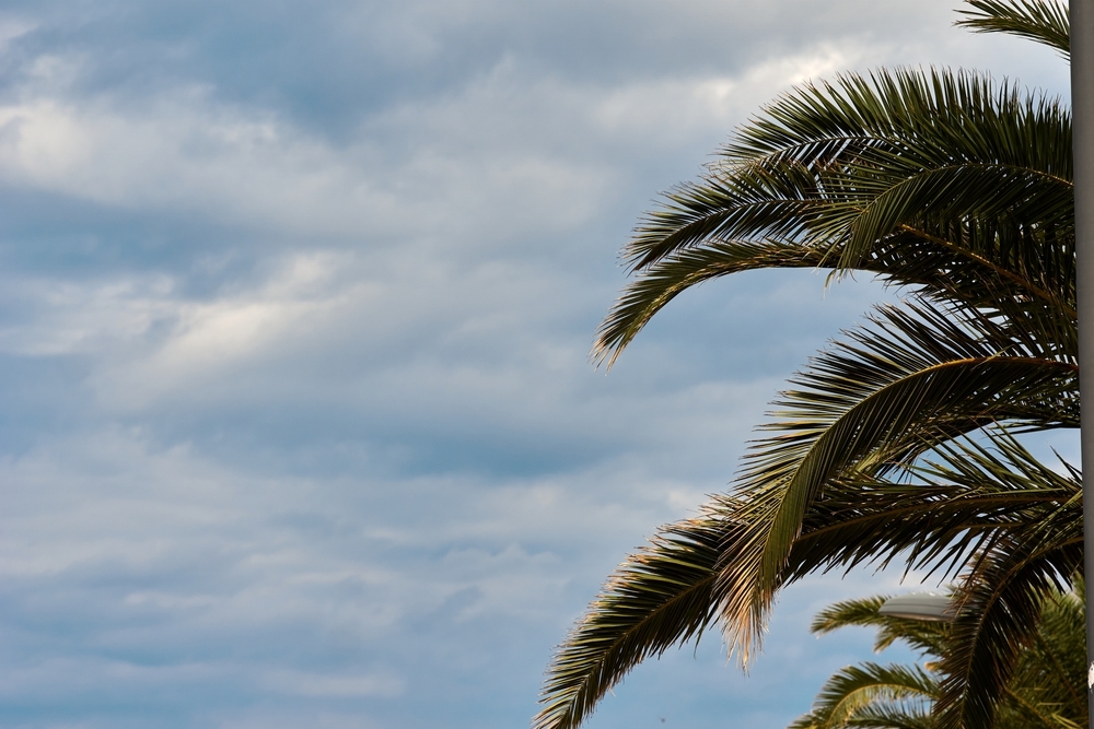 Palm trees against blue sky, Palm trees at tropical coast, coconut tree, summer tree. background with copy space. High quality photo Palm trees against blue sky, Palm trees at tropical coast, coconut tree, summer tree. background with copy space. High quality photo