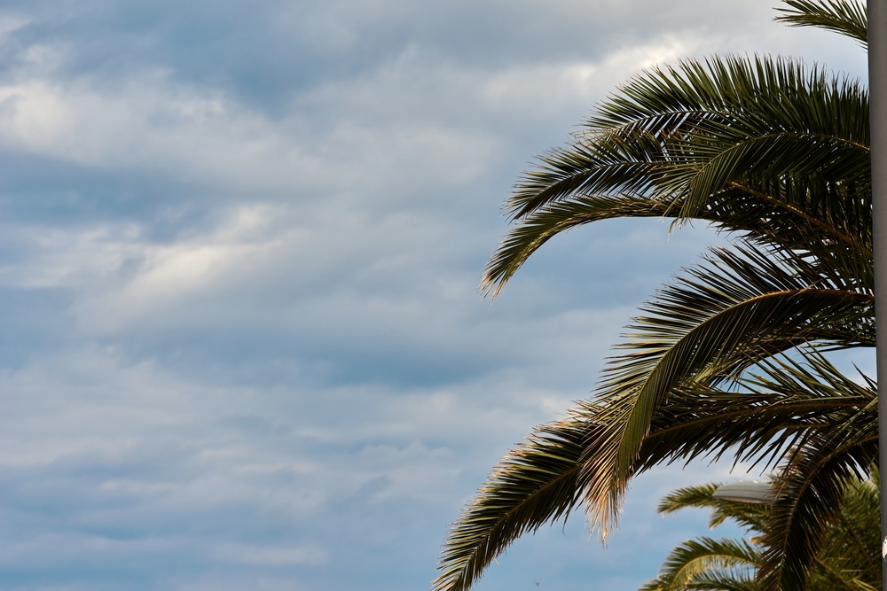 Palm trees against blue sky, Palm trees at tropical coast, coconut tree, summer tree. background with copy space. High quality photo