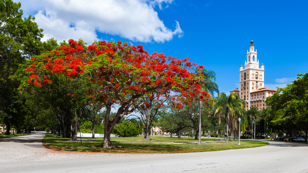 Red Royal Poinciana tree in full bloom with blues skies and white clouds during the summer on a street in coral gables, Miami, Florida 
