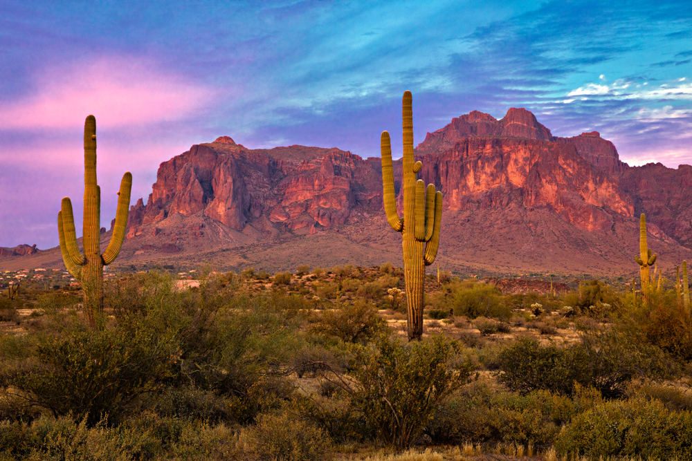 Saguaros at Sunset in Sonoran Desert near Phoenix.