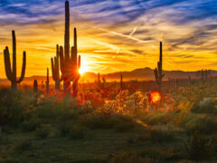 Saguaro cactuses in the Sonoran Desert outside of Phoenix, Arizona.