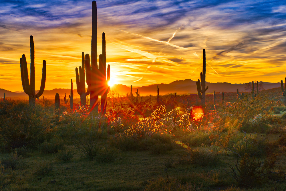 Saguaro cactuses in the Sonoran Desert outside of Phoenix, Arizona.