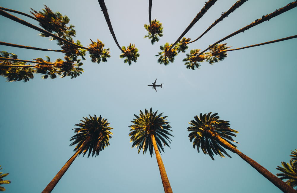 View of palm trees, sky and aircraft flying View of palm trees, sky and aircraft flying