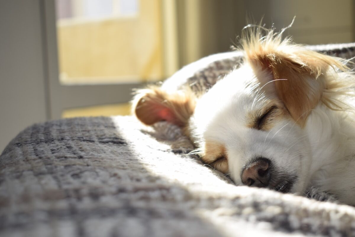 Dog sleeps on a blanket in a pet-friendly apartment.