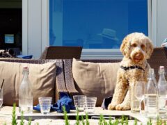 A dog sits on a patio chair in one of the best dog-friendly restaurants in Houston.