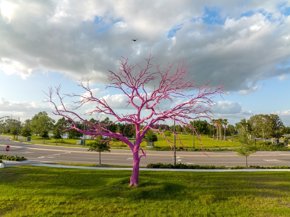 Pink tree at Lake Nona, south of Orlando, Florida. Bird flying over tree as picture was taken. April 28,2022