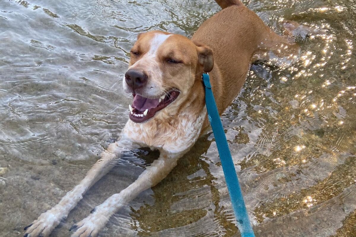 Bo the dog enjoys his life as a digital nomad and swims in some water.