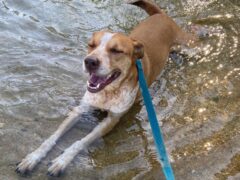 Bo the dog enjoys his life as a digital nomad and swims in some water.