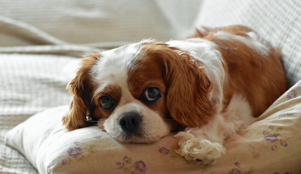 
Cavalier King Charles Spaniel laying in bed
