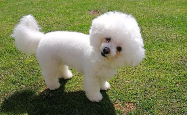 Bichon Frise on park