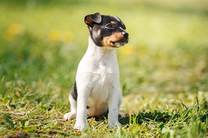 Toy Fox Terrier on grass looking to the side