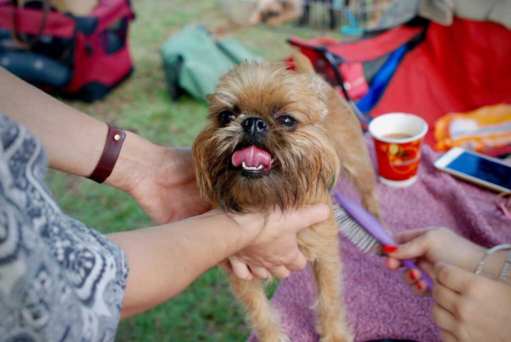 Brussels Griffon on picnic