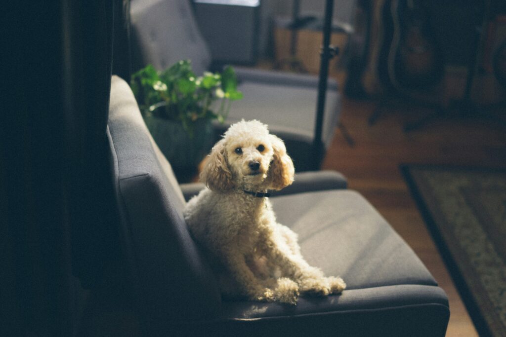Poodle sitting on couch
