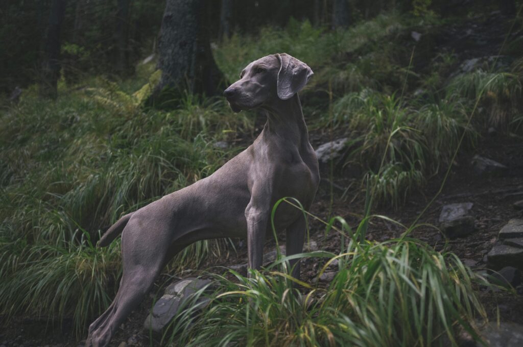 Great Dane on forest