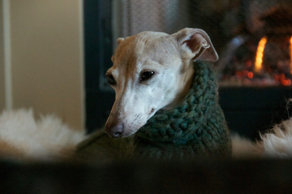 Cozy Greyhound with a green sweater on in front of a fire place