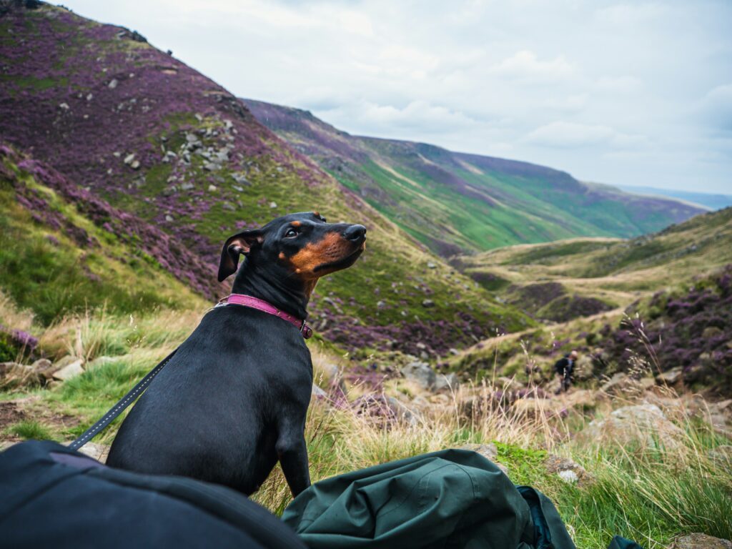 Manchester Terrier with a landscape