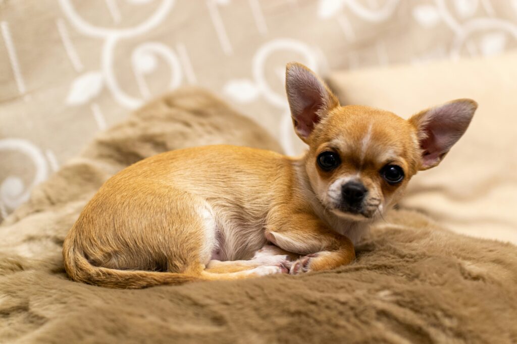 Chihuahua on a furry blanket