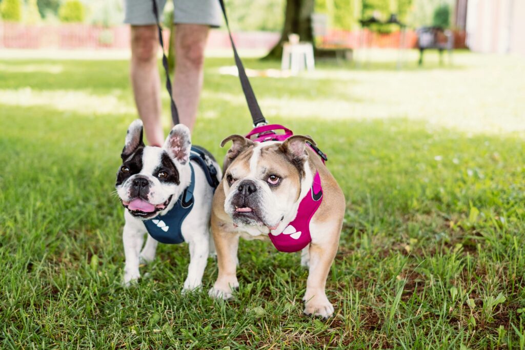 english and french bulldog walking on the park