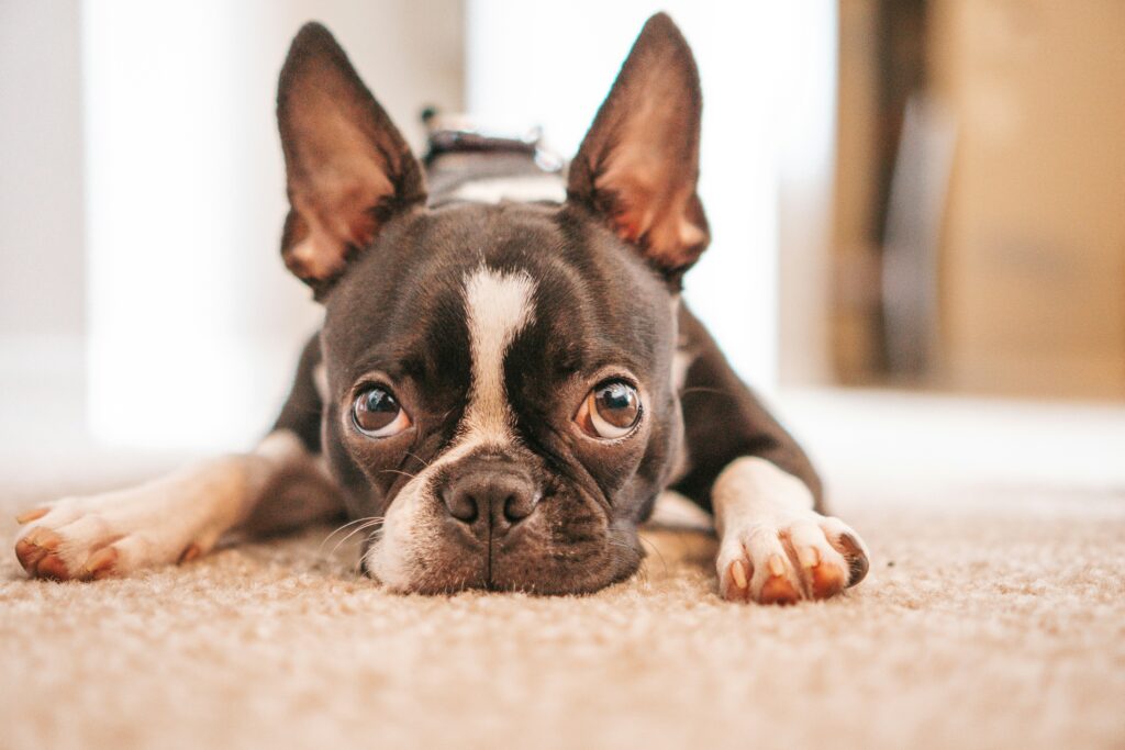 Boston Terrier looking up on carpet
