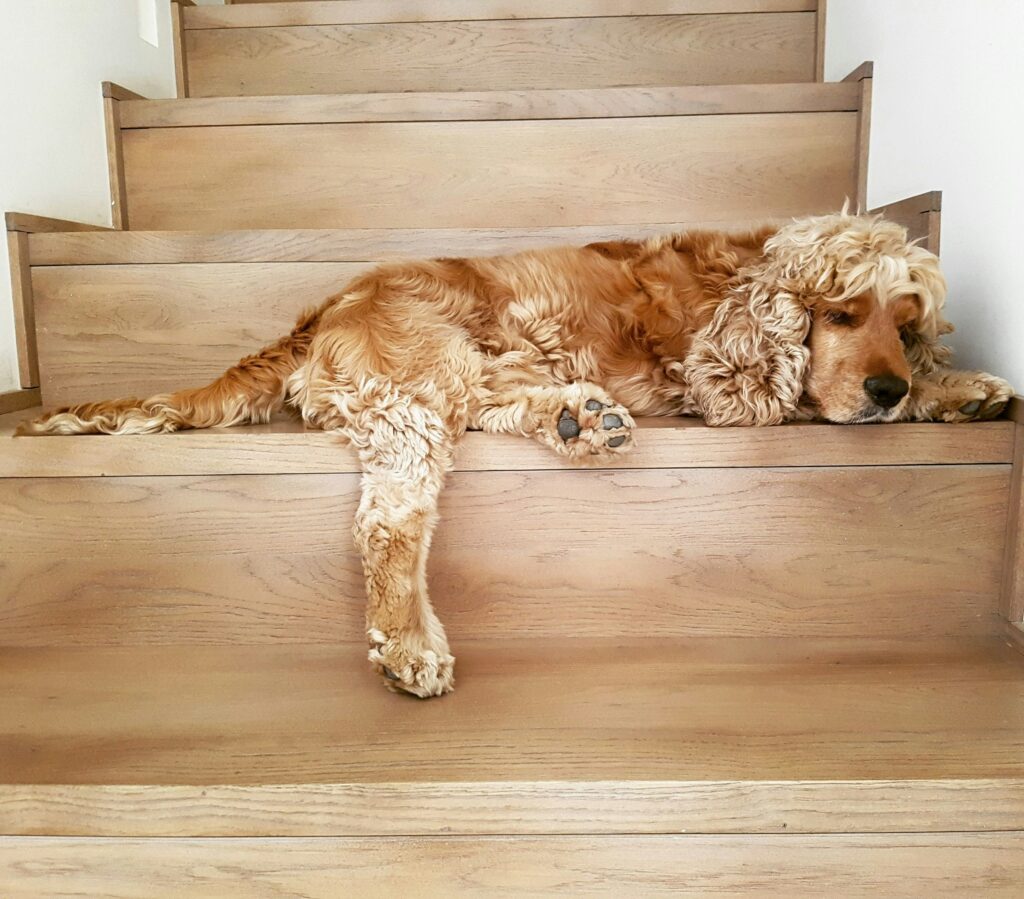 cocker laying on the stairs