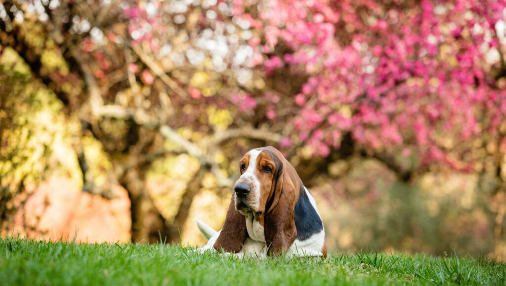 Basset Hound laying on grass with pink tree behind