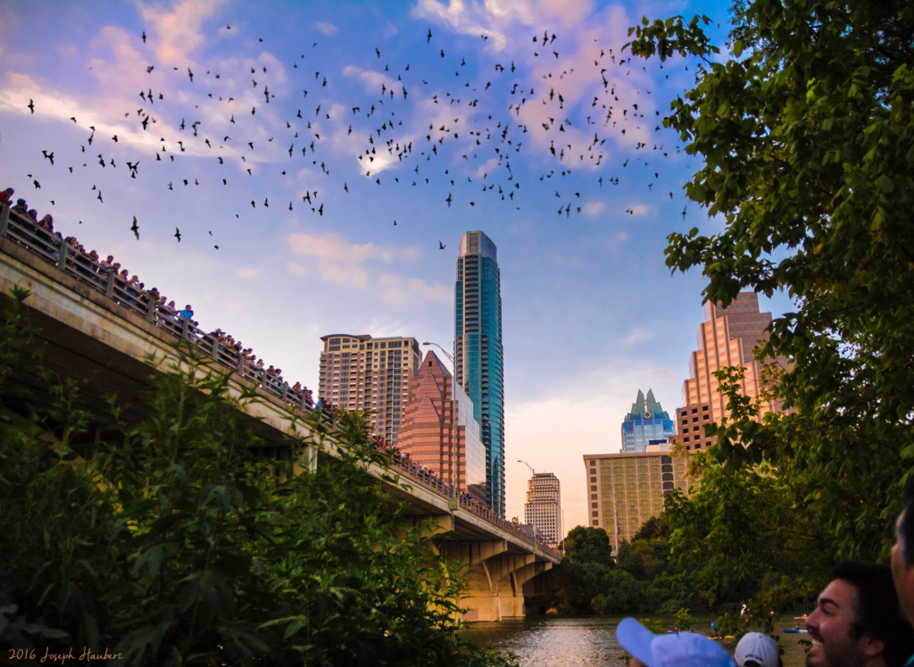 Bats flying from from under the Congress Avenue Bridge