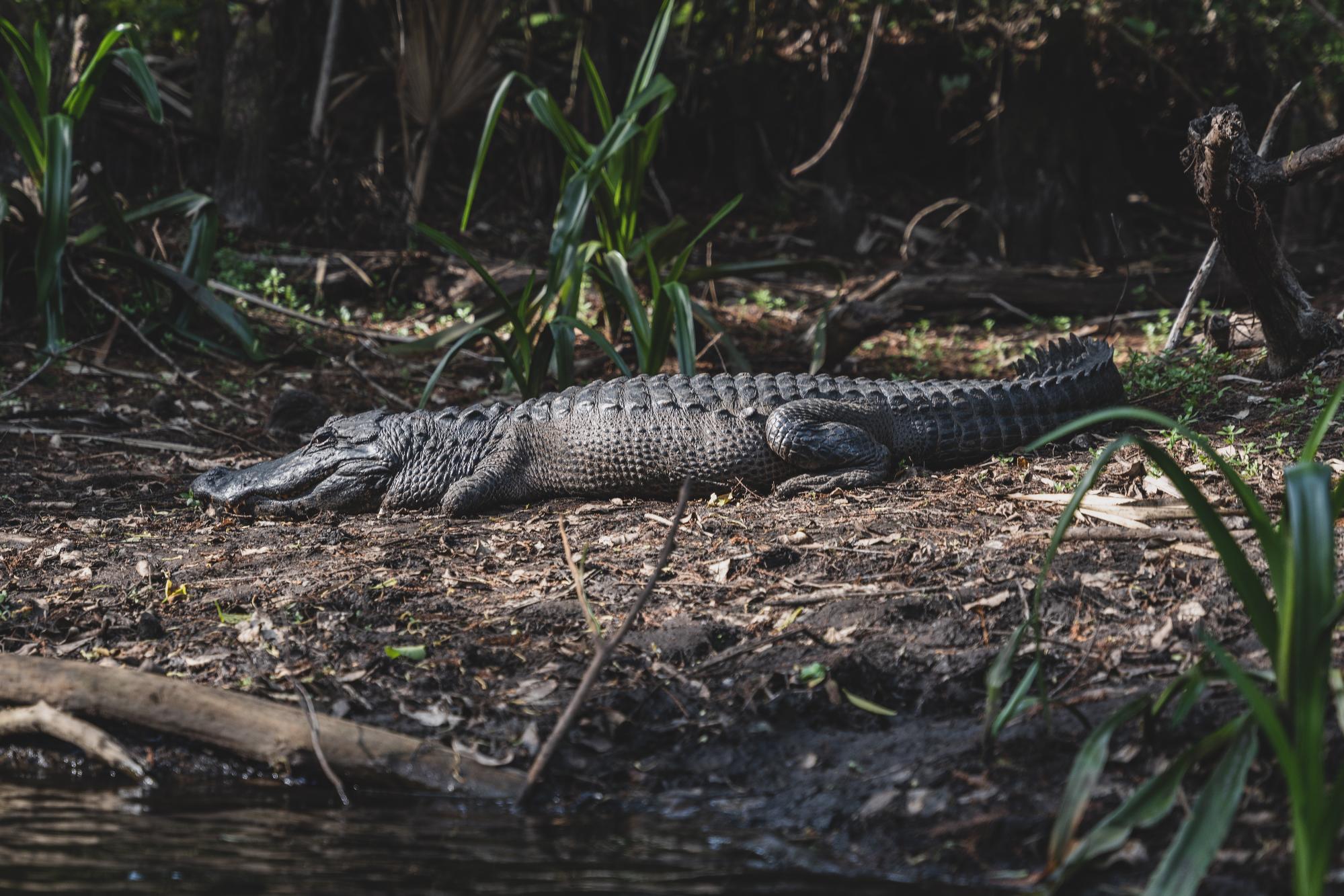 Alligator in Orlando