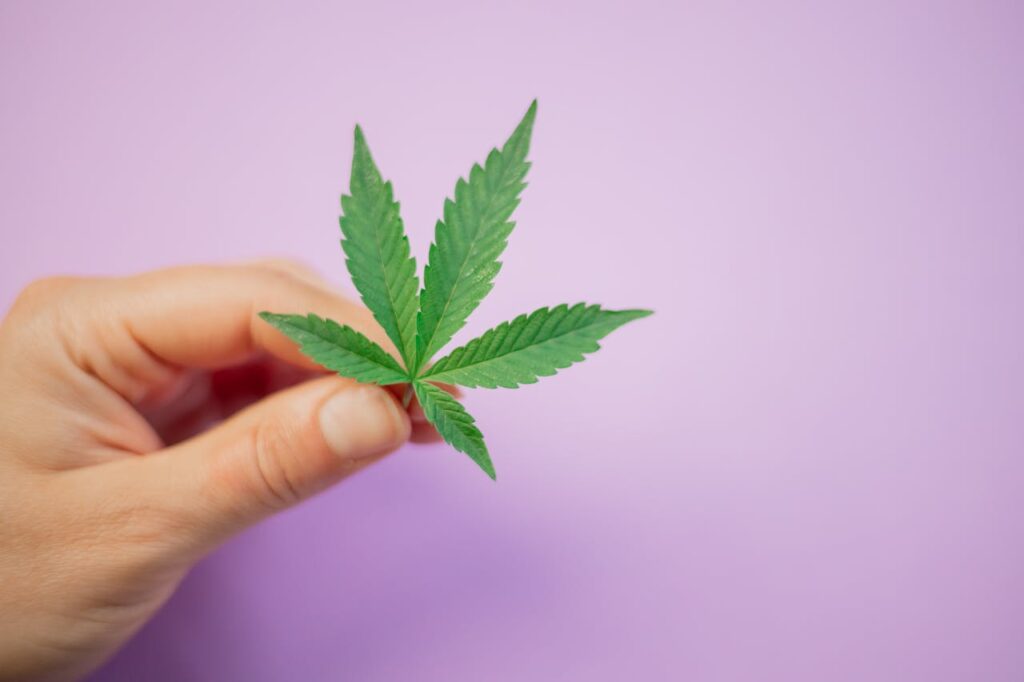 person-holding-a-small-cannabis-plant