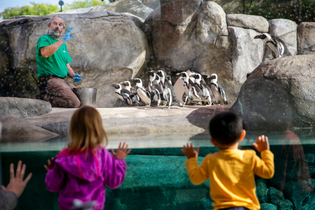 Two kids looking at a group of penguins and its trainer from behind a glass window