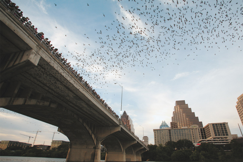 People observing from Congress Avenue Bridge how the bats fill up the sky